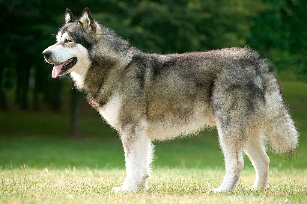 alaskan malamute standing on the grass