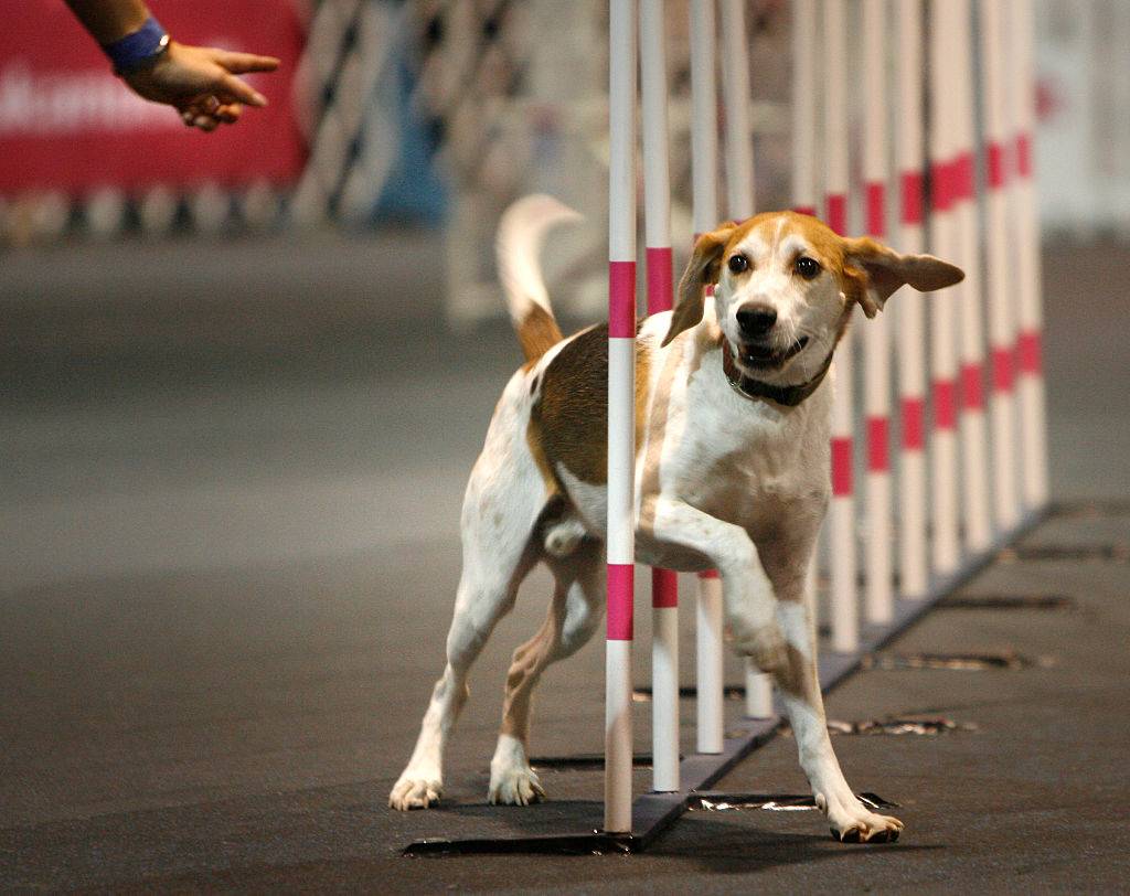 american foxhound weaving through poles