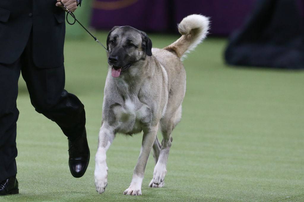 anatolian shepherd walking on a leash