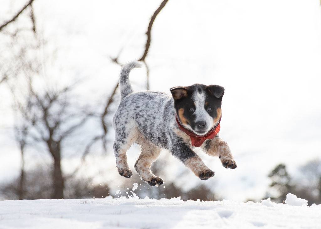 australian cattle dog puppy playing in the snow
