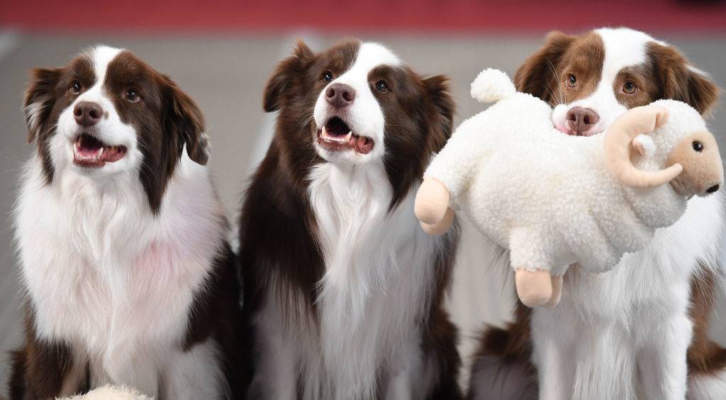 border collies with a stuffed animal