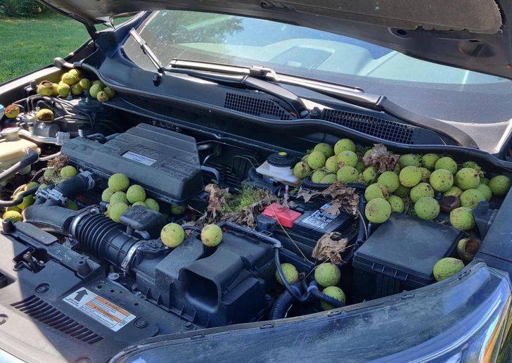 car hood lifted up to reveal roughly 50 whole walnuts stored by local wildlife