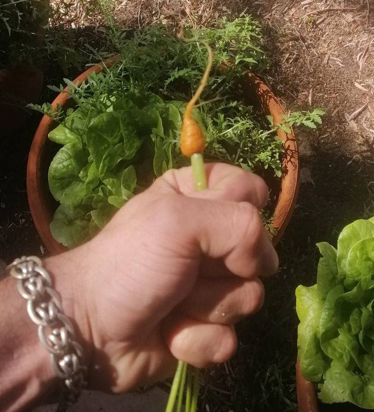 man clenches the leaves of a tiny, tiny carrot he grew
