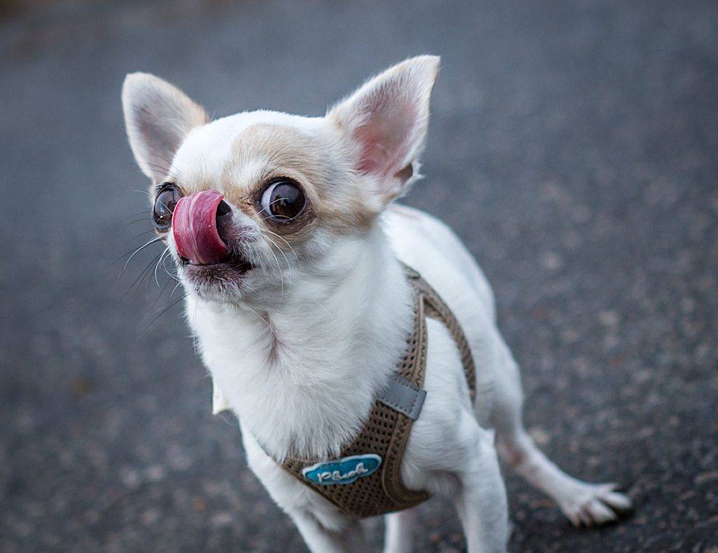 chihuahua sticking its tongue out