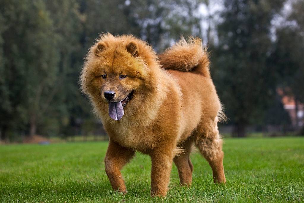chow chow dog with its tongue out