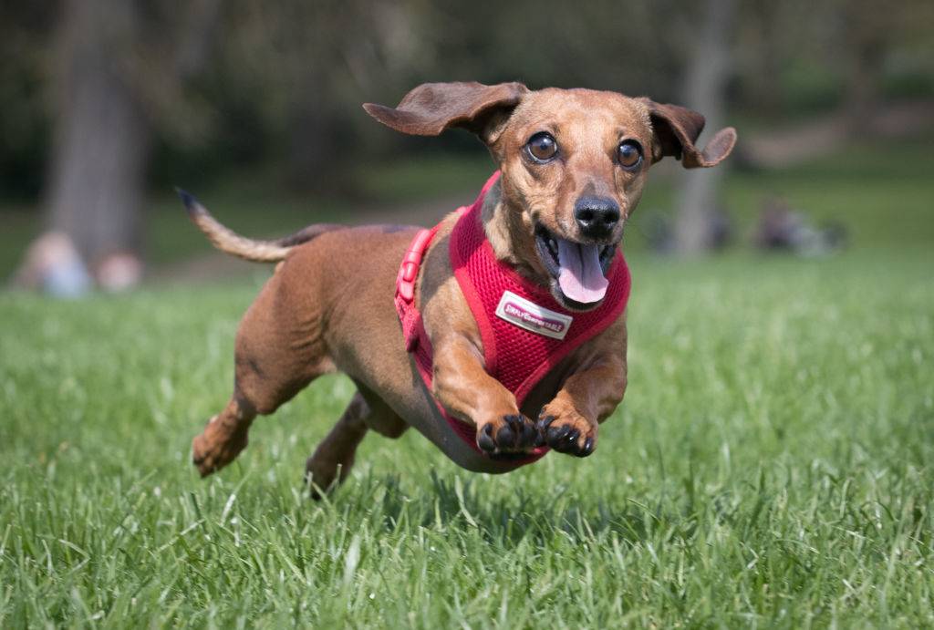 dachshund jumping on the grass