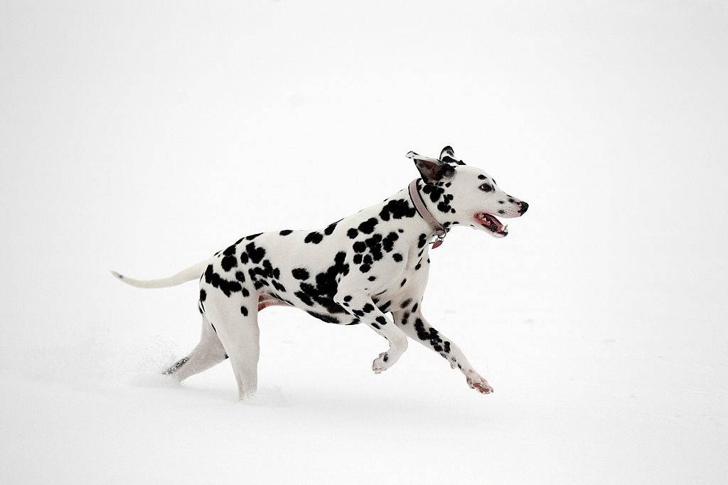 dalmatian running in the snow