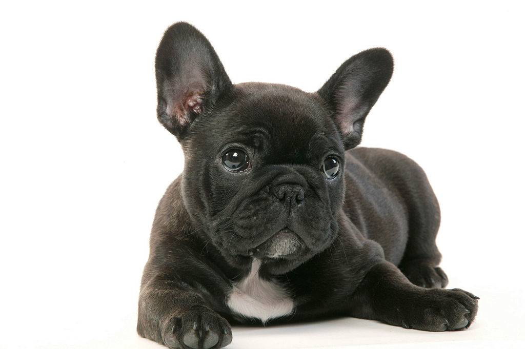 french bulldog puppy with a black and white coat