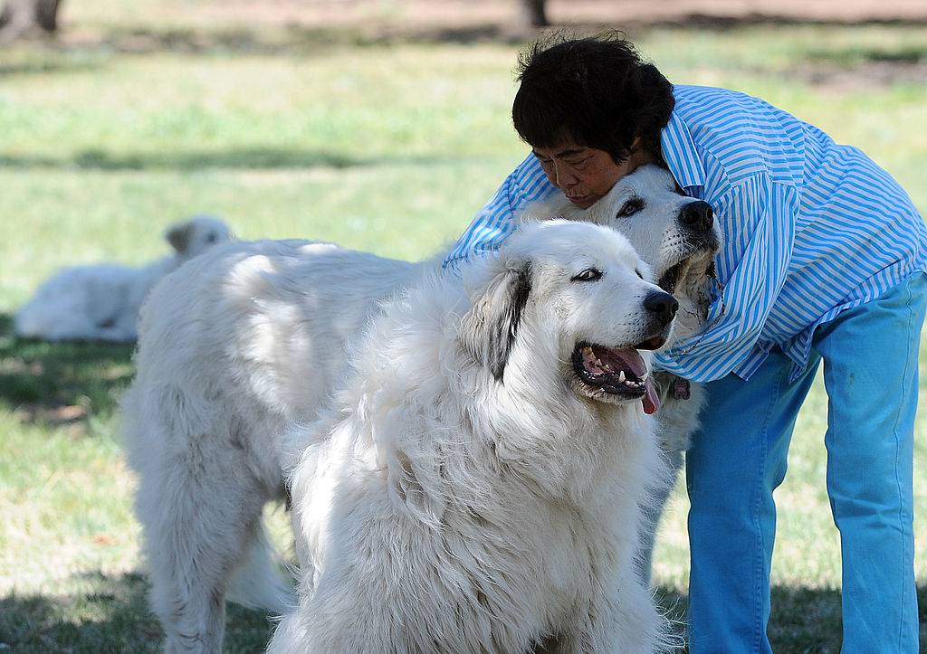 great pyrenees dogs cuddling with their owner