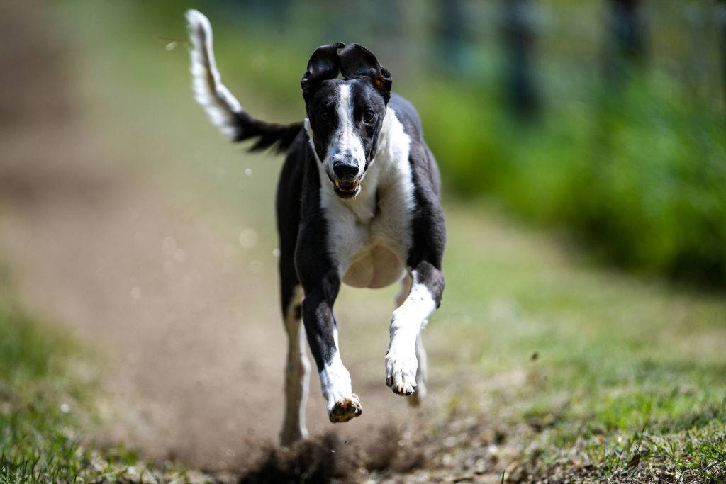 greyhound dog running