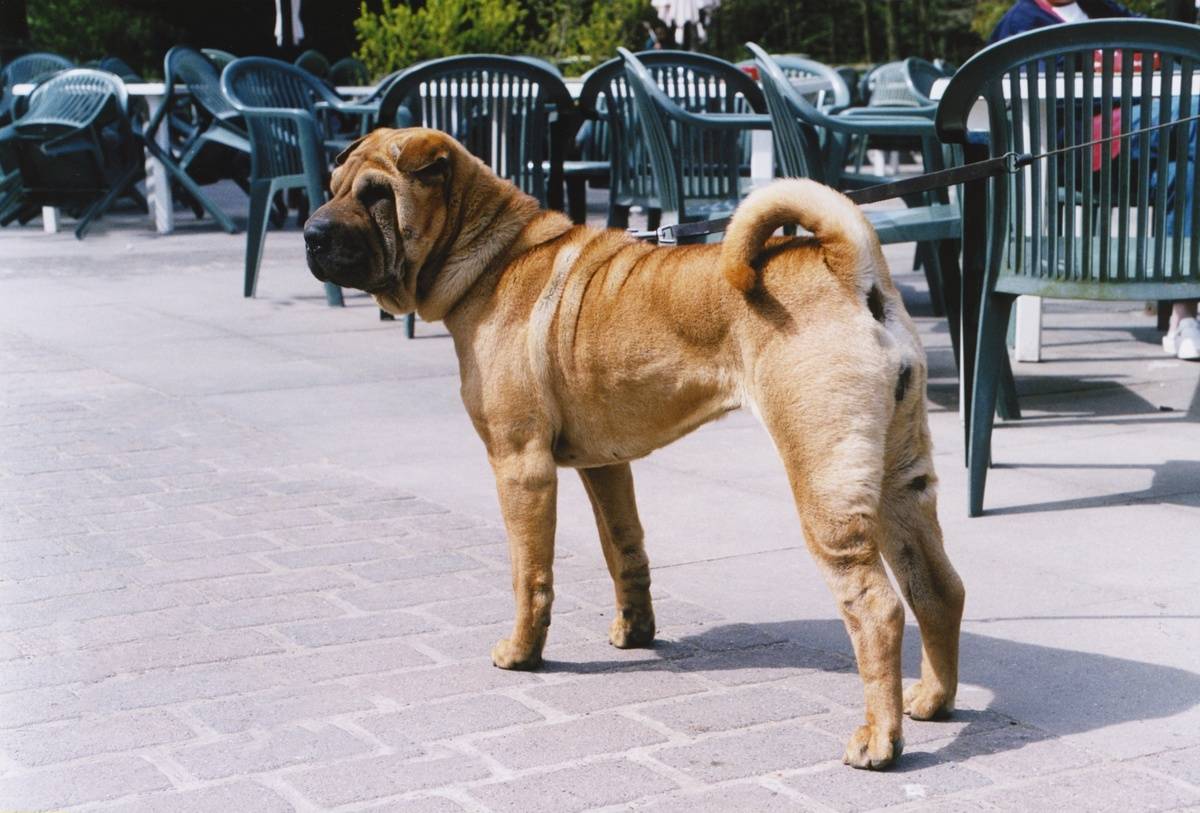 Hunderasse Shar-Pei
