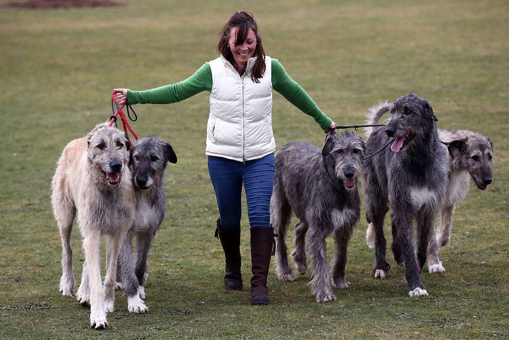 a woman walking five irish wolfhounds on a grass field