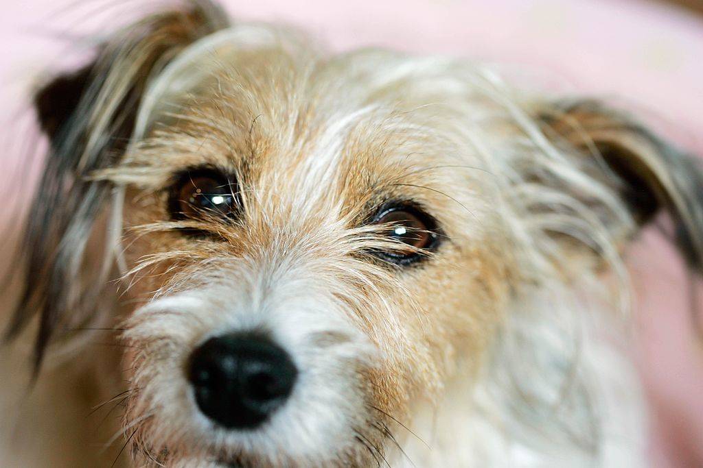 jack russell terrier with long fur