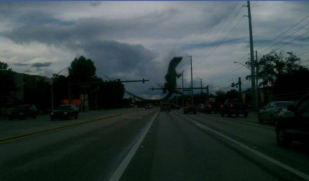lizard on windshield looks like gozilla