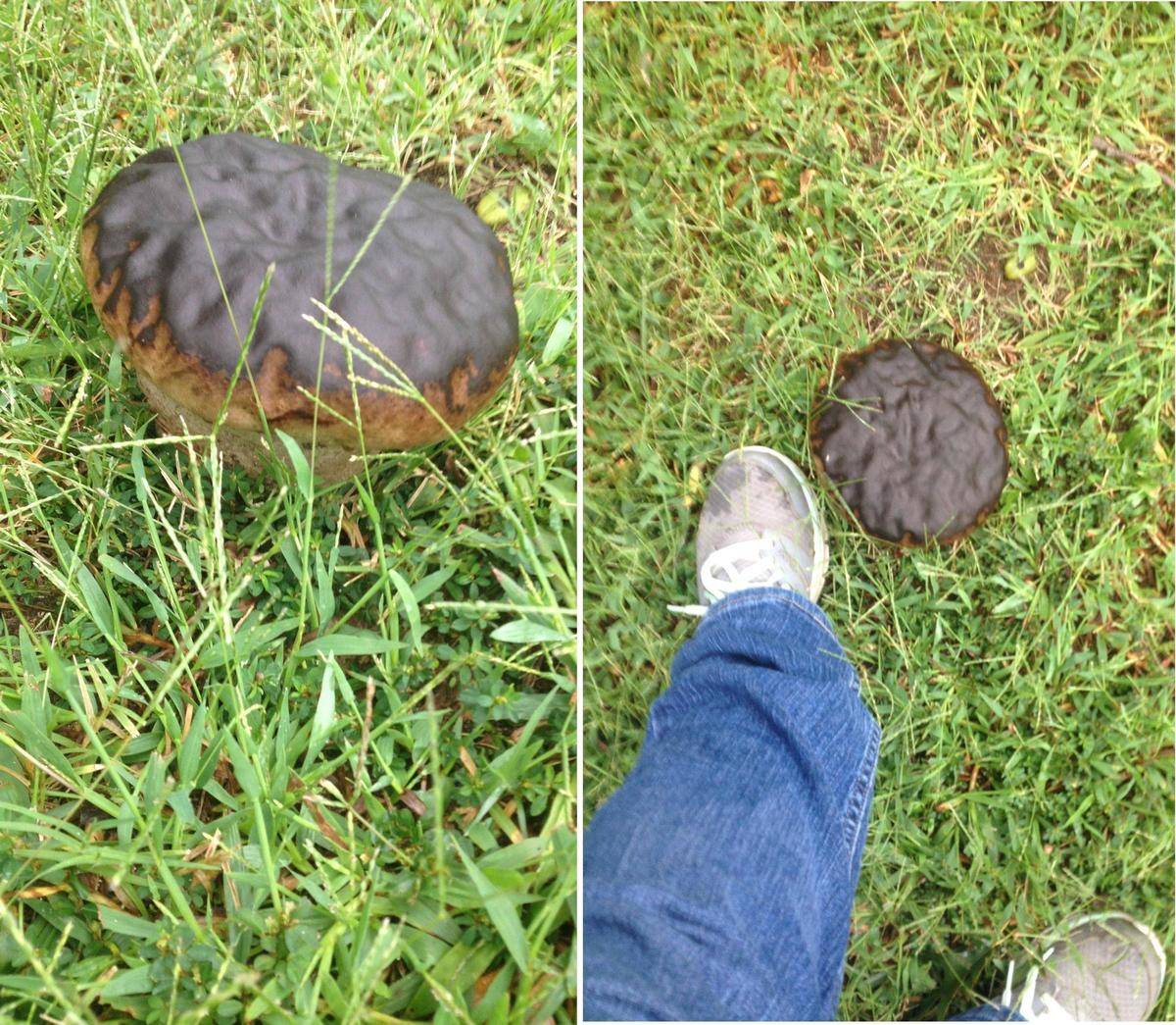 mushroom donut on the grass beside foot