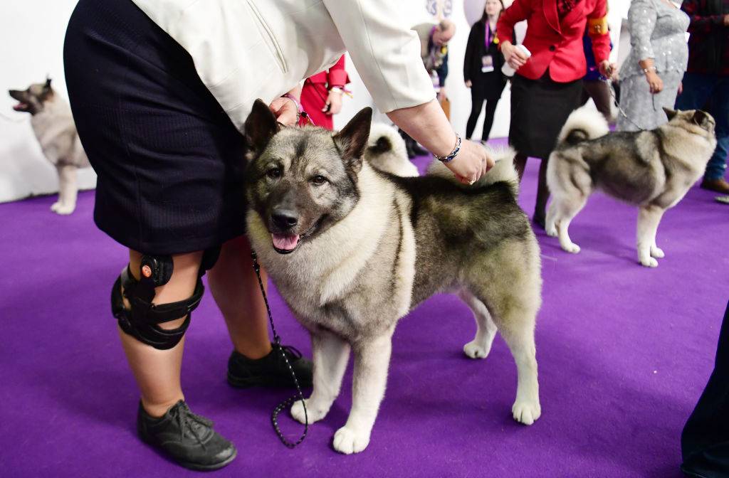 norwegian elkhound at a breed competition