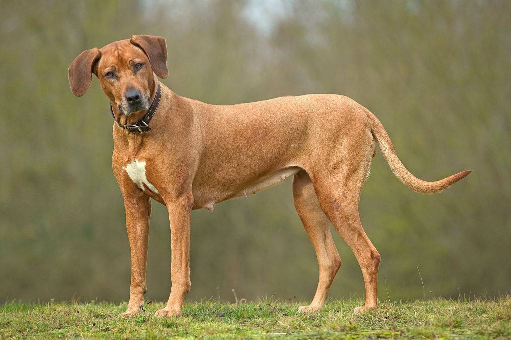 rhodesian ridgeback standing on the grass