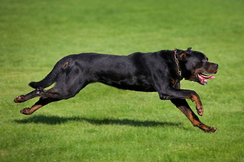 rottweiler running on a grass field