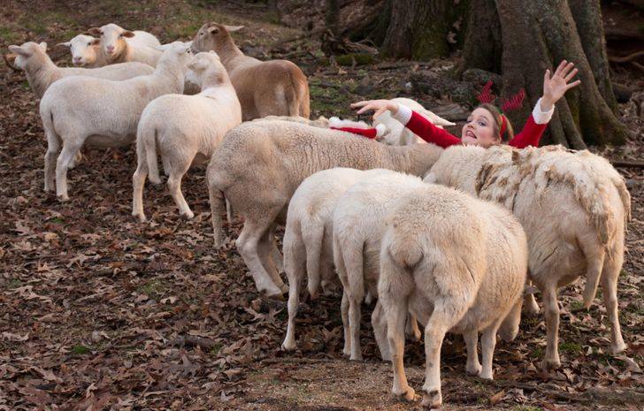 woman in reindeer hat is mobbed by sheep