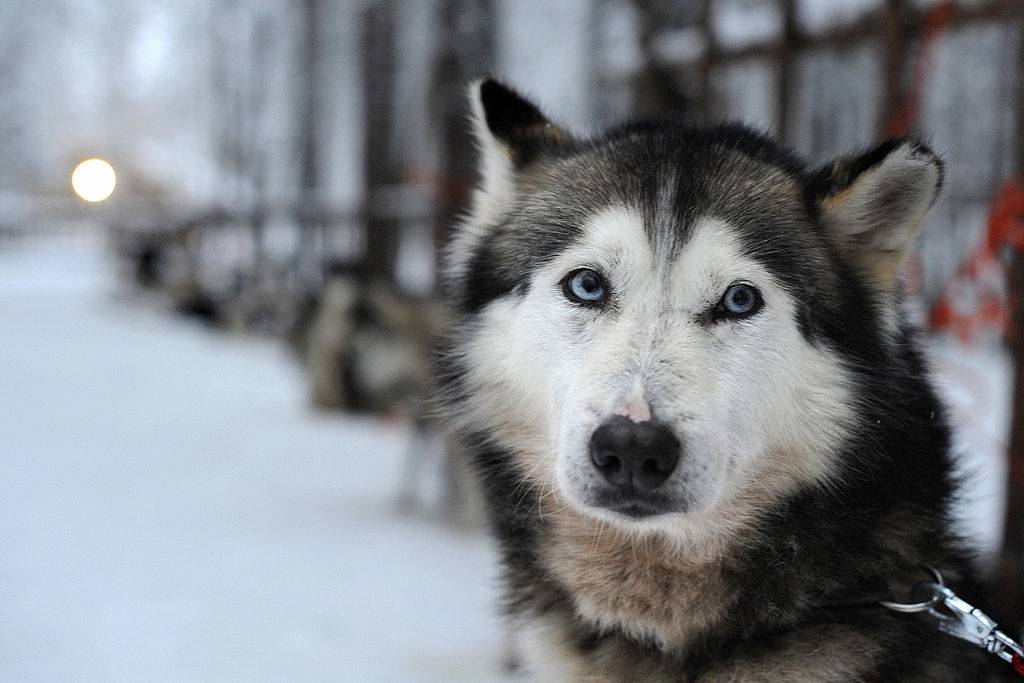 siberian husky in the snow