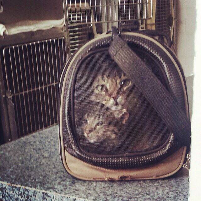 stitched cats in carrier