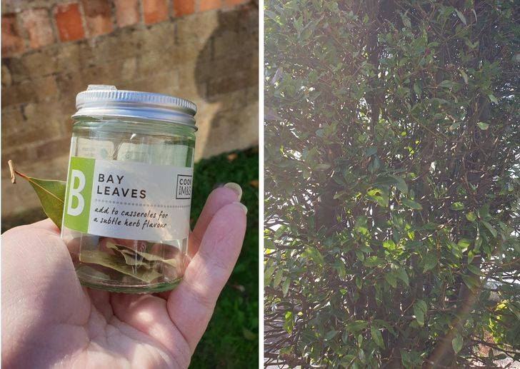 jar of bay leaves next to bay laurel tree