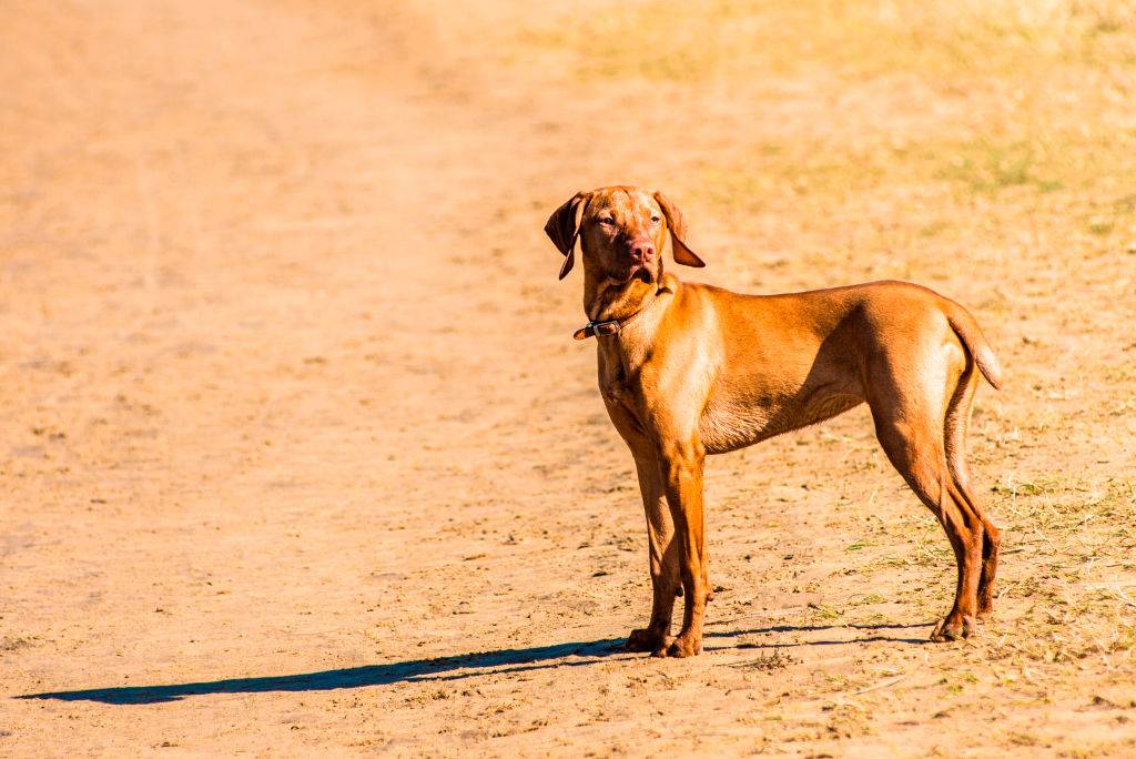 vizsla dog looking in the distance