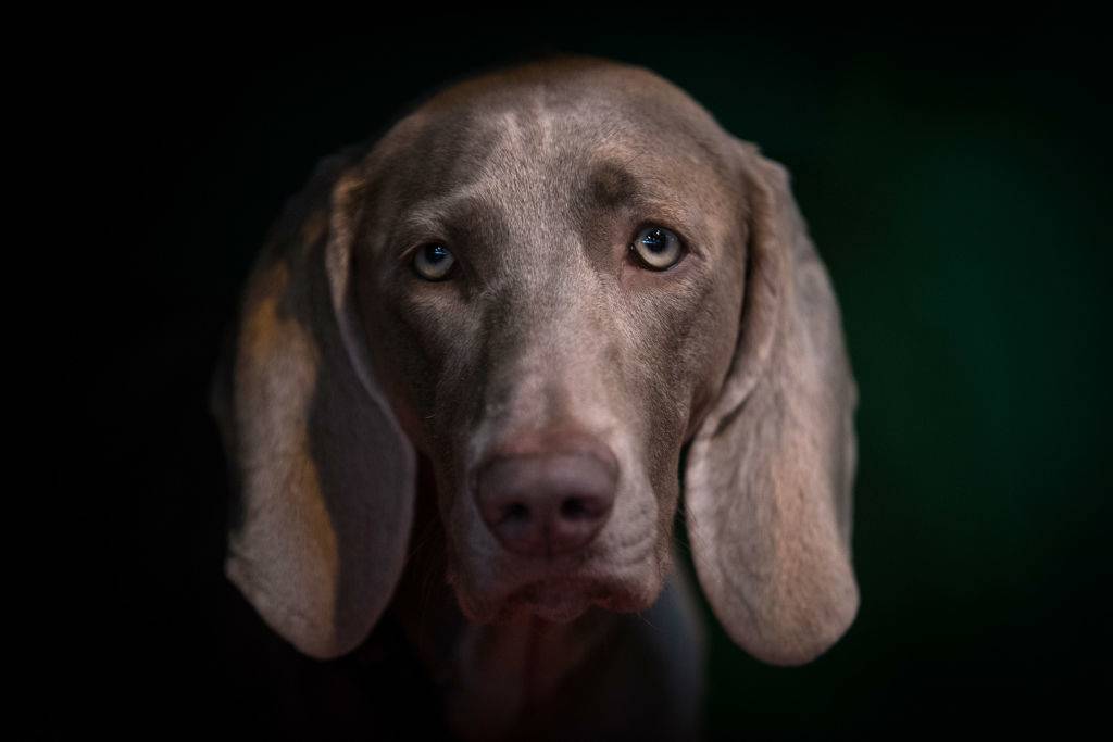 weimaraner posing for a photo