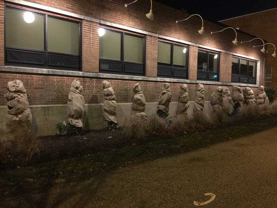 wrapped trees in clothes lined up