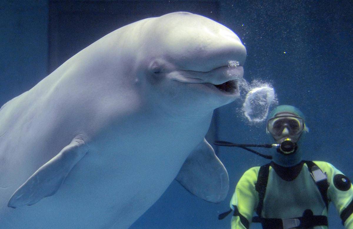 A beluga whale exhales a bubble ring as part of a performance at the aquarium
