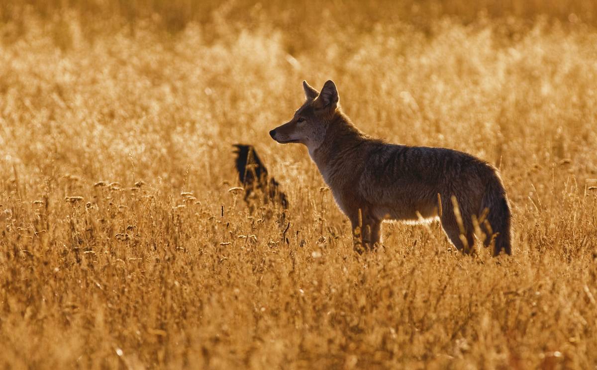 Coyote / prairie wolf (Canis latrans) and raven standing in tall grass at sunset, Yellowstone National Park