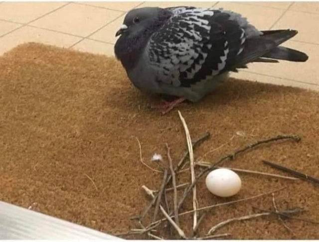 pigeon next to sticks and egg