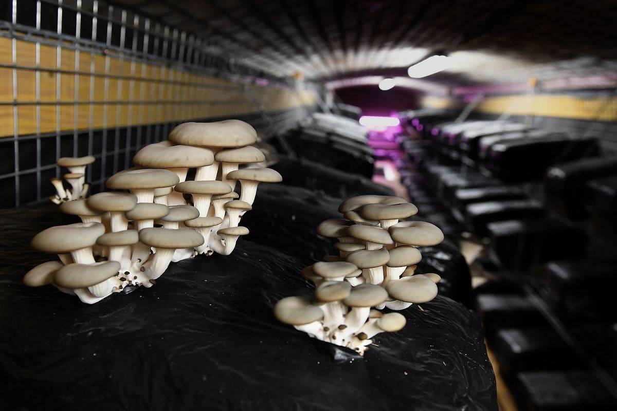 Oyster mushrooms are pictured on a substrate bloc