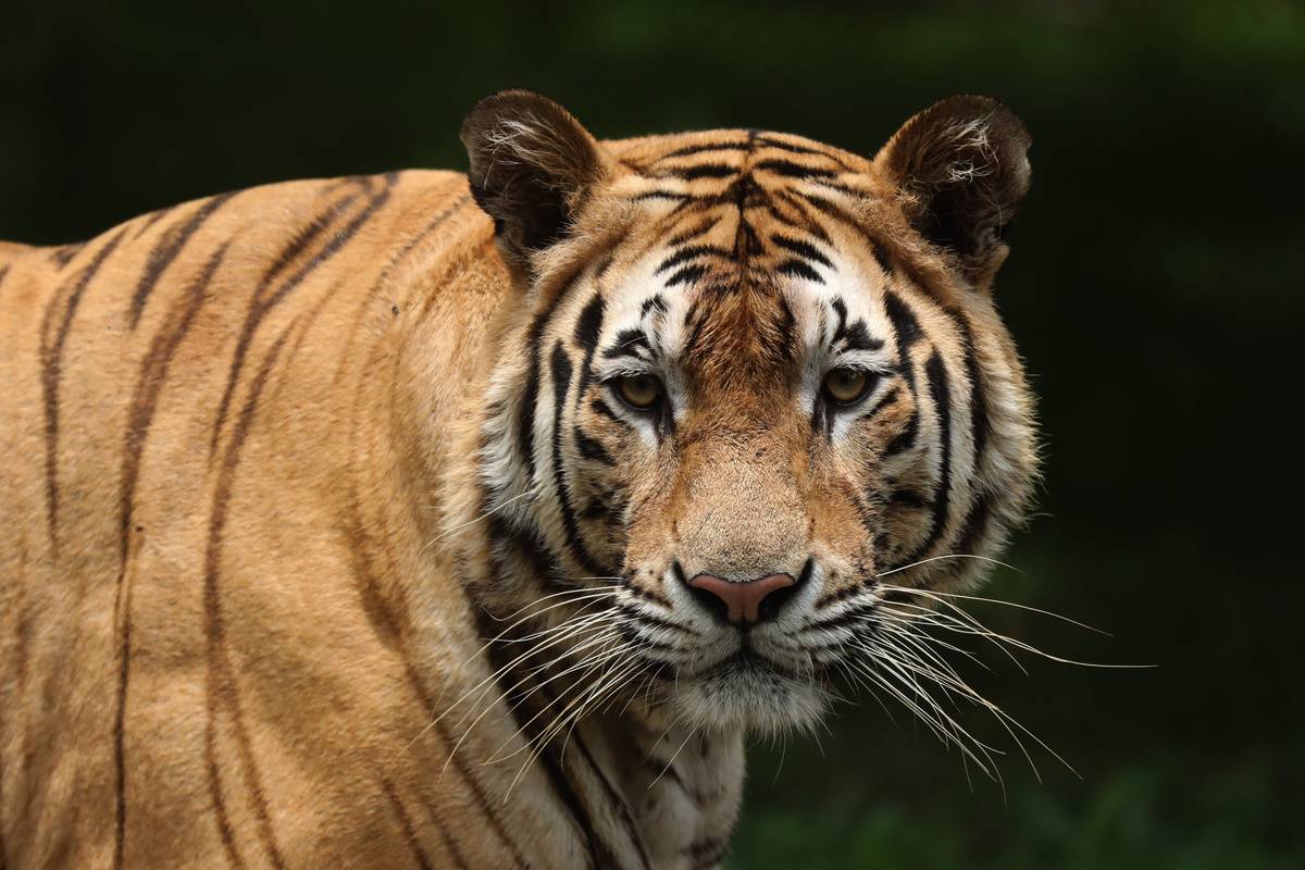 A Royal Bengal Tiger seen at Bangladesh National Zoo...