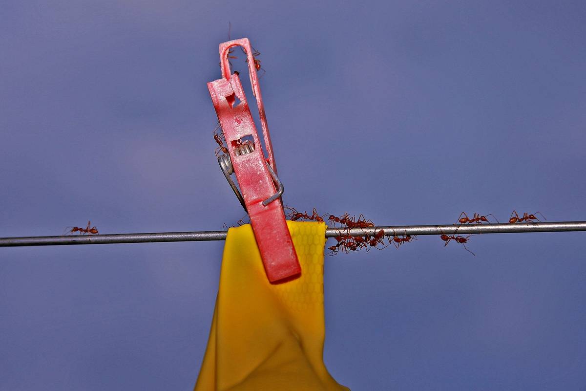 Several ants walk along a clothesline.