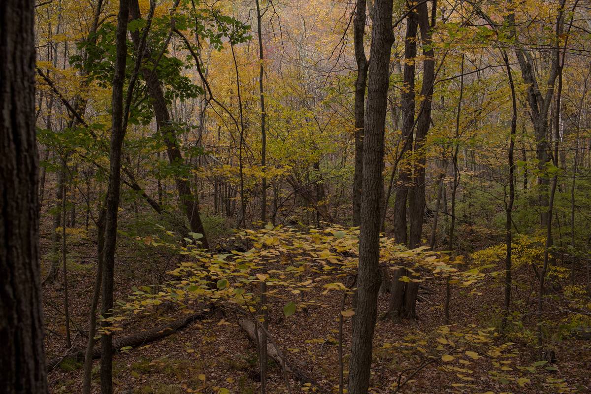 SOUTH SALEM, NEW YORK - OCTOBER 19: Fall colors dominate a small parcel of preserved land at the Leon Levy Preserve on October 19, 2020 in South Salem,
