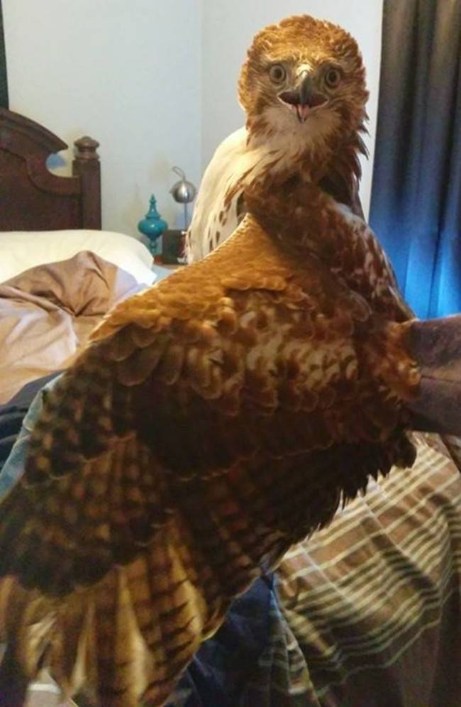 large bird that flew through window and destroyed bedroom