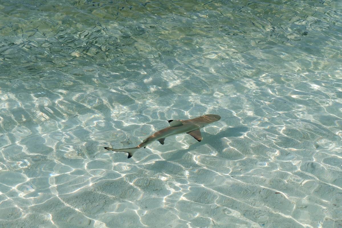 A baby blacktip reef shark is seen swimming through shallow water.