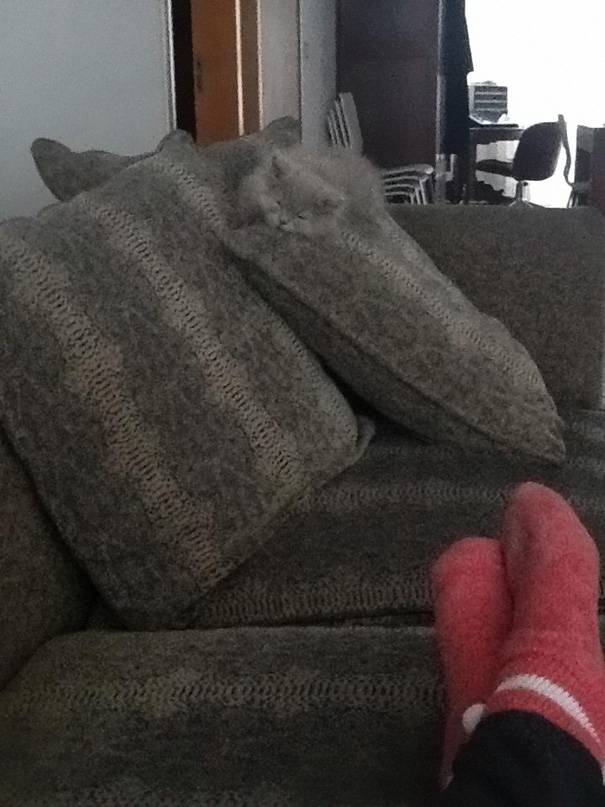 camo-cat-1
