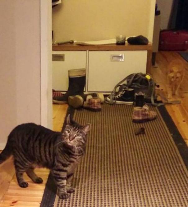camo-cat-10