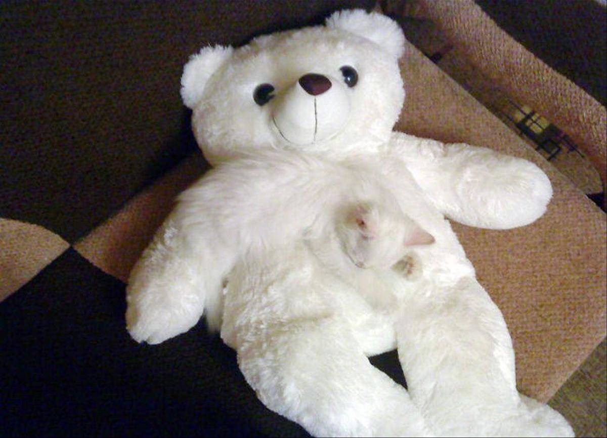 camo-cat-11