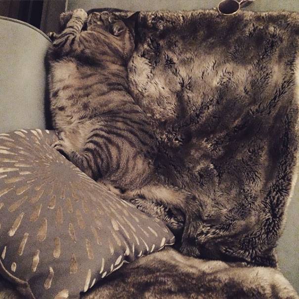 camo-cat-13