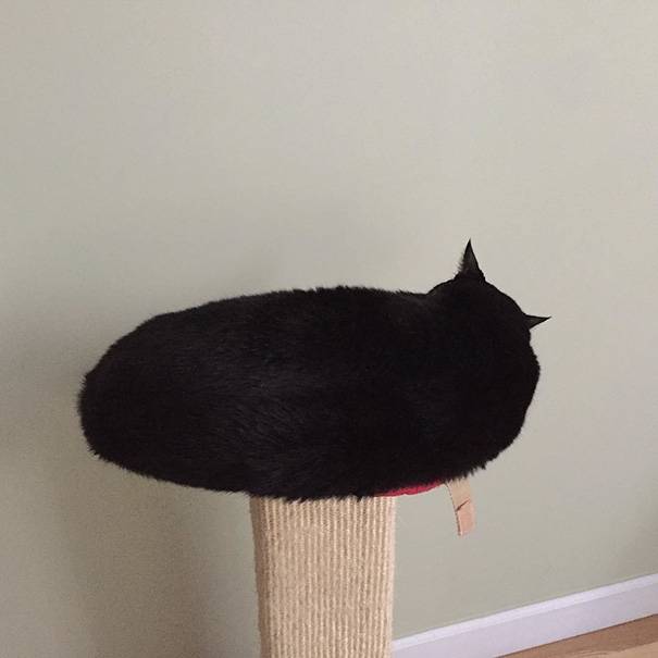 camo-cat-17