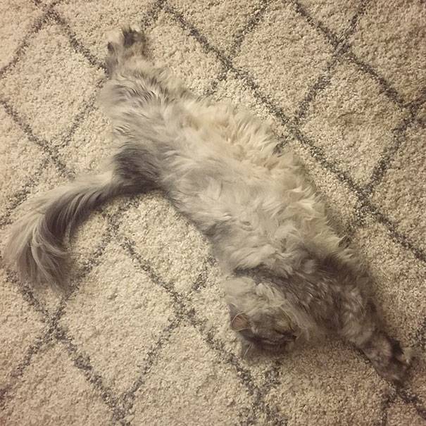 camo-cat-19