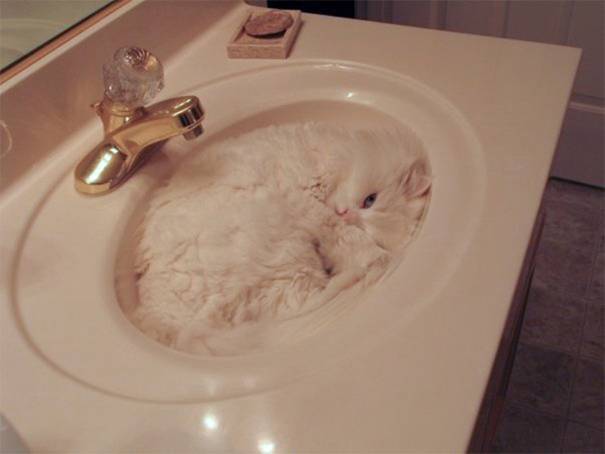 camo-cat-2