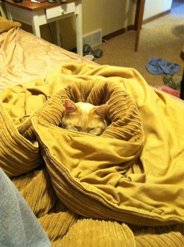 camo-cat-22