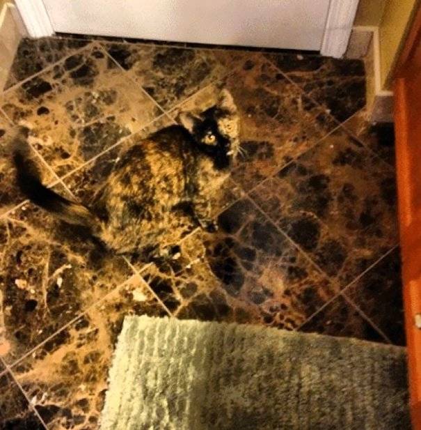 camo-cat-23