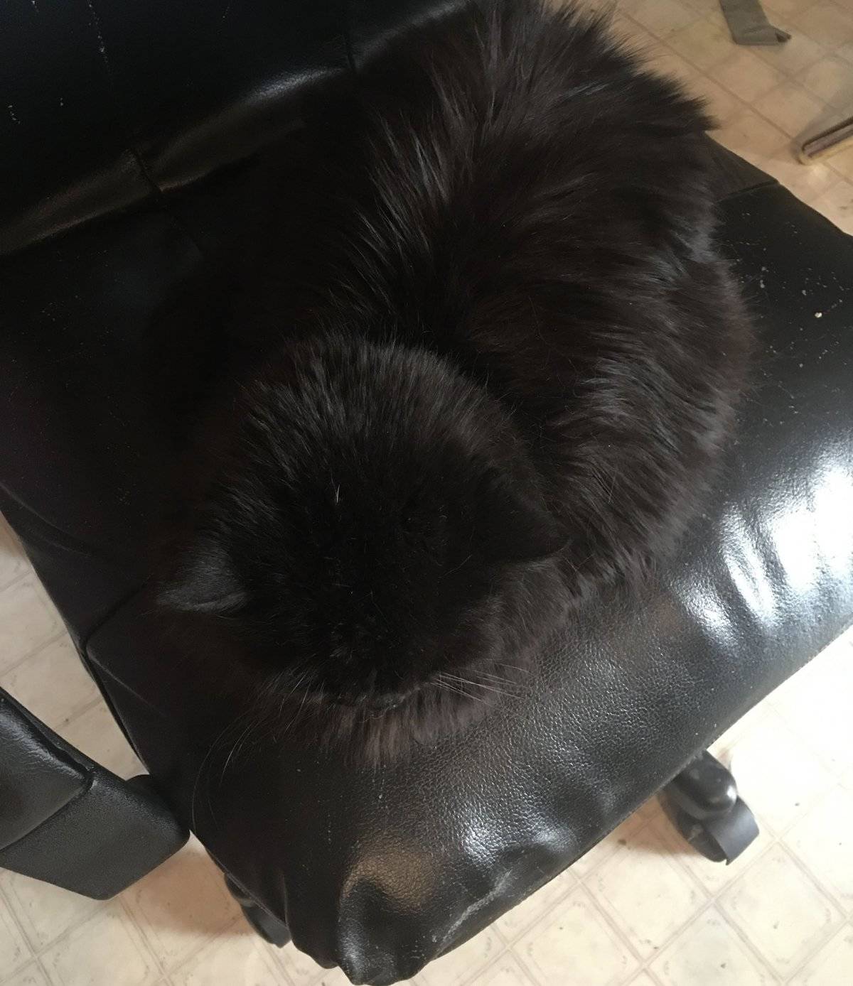 camo-cat-24