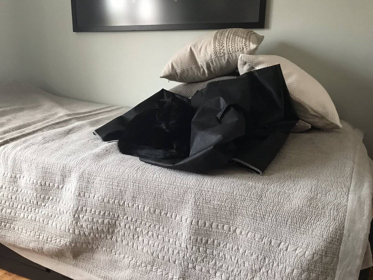 camo-cat-25