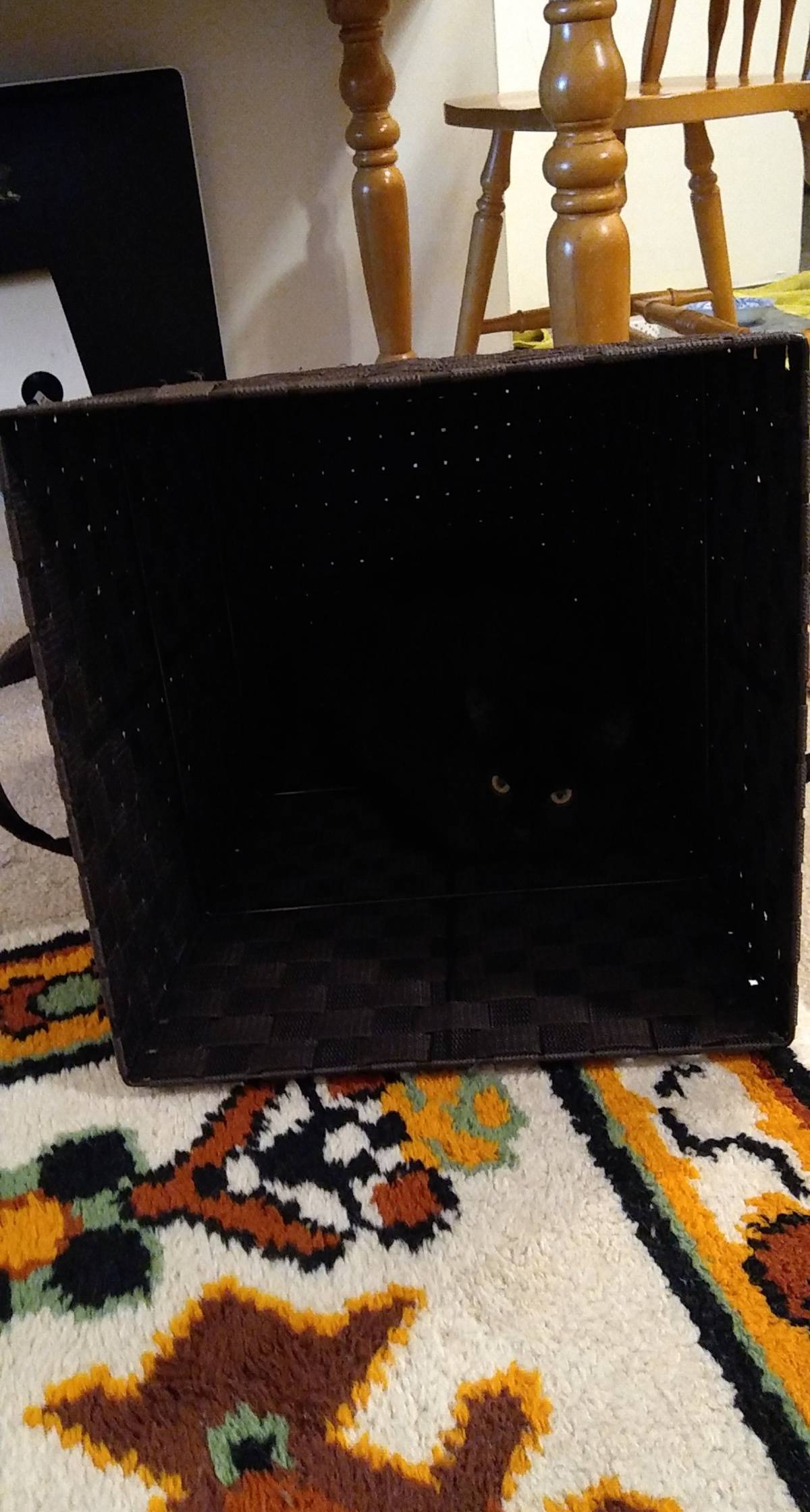 camo-cat-27